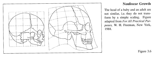 nonlinear human skull growth