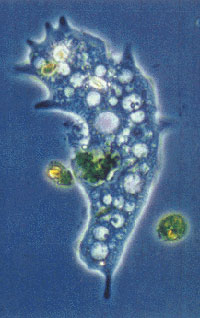 Amoeba Cell