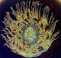 Bacteria Colony cybernetics