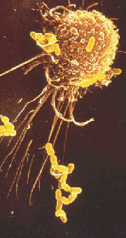 white blood cell