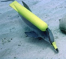 dolphin navy war cruelty brainsturbator