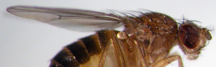 Fruit Fly Drosophila