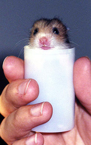 Lab Hamster Science
