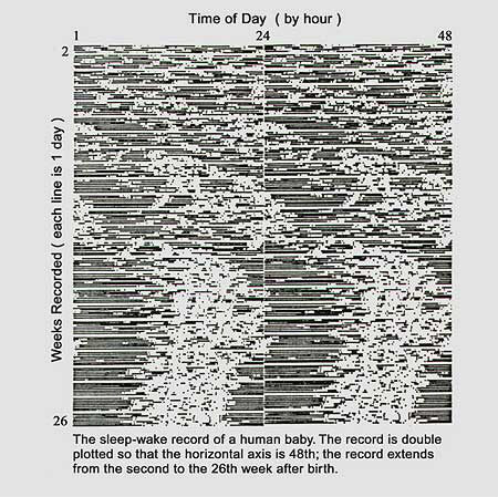 Newborn Human Entrainment Circadian Rhythm