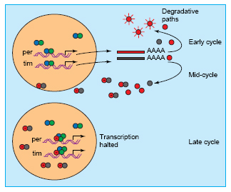 expression cycle of per and time genes