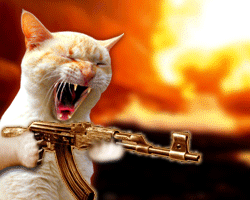cat machine gun brainsturbator