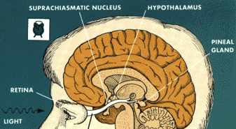 Suprachiasmatic Nuclei