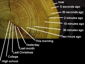 human tree trunk scale time